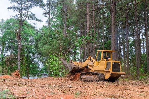 Trees Clearing in Greenwood