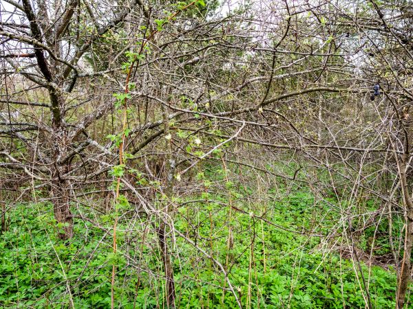 Underbrush Clearing in Greenwood