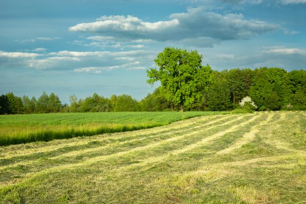 Vegetation Removal in Greenwood