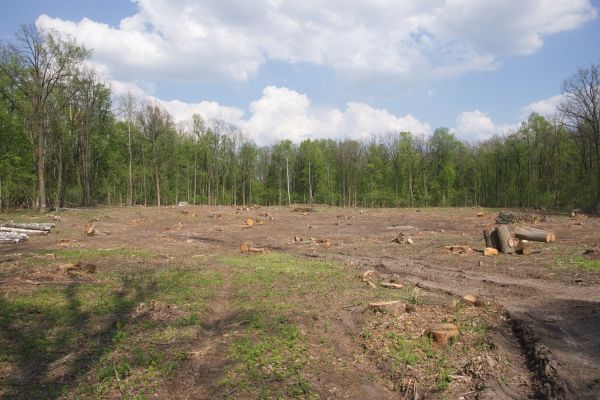 Pasture Clearing in Greenwood
