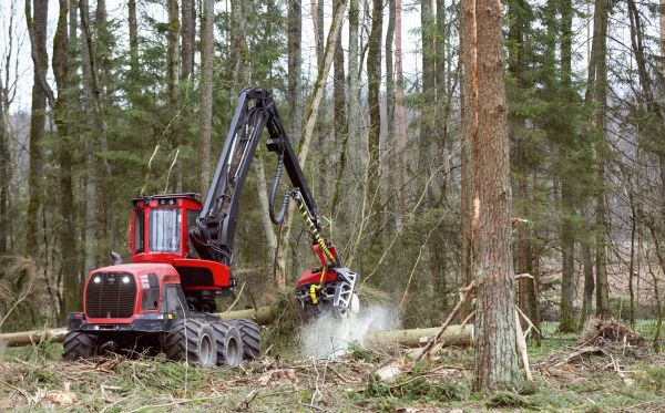 Forest Clearance Service in Greenwood