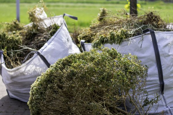 Bushes Clearing in Greenwood