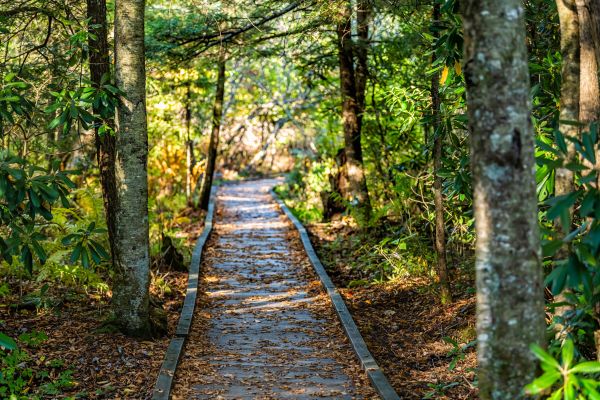 Trail Clearing in Greenwood